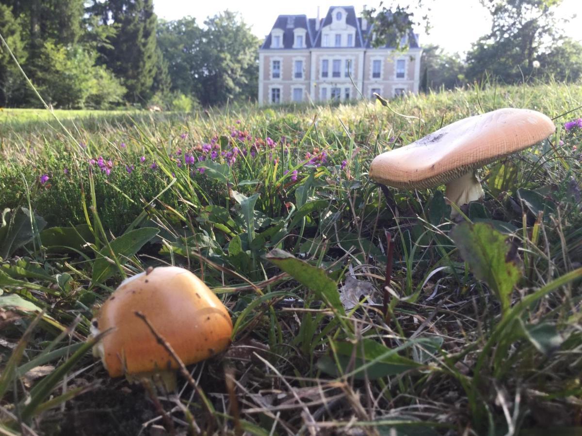 Chateau Des Essards Avec Piscine Et Jacuzzi Langeais Exteriér fotografie